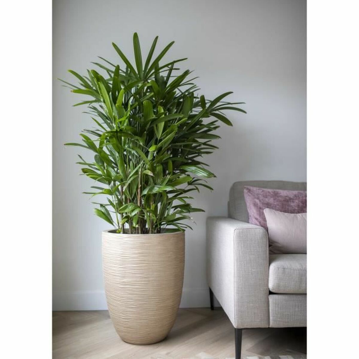 V6H9125989C541FB3F4EBA5BF27A710C3EFR5081461P2