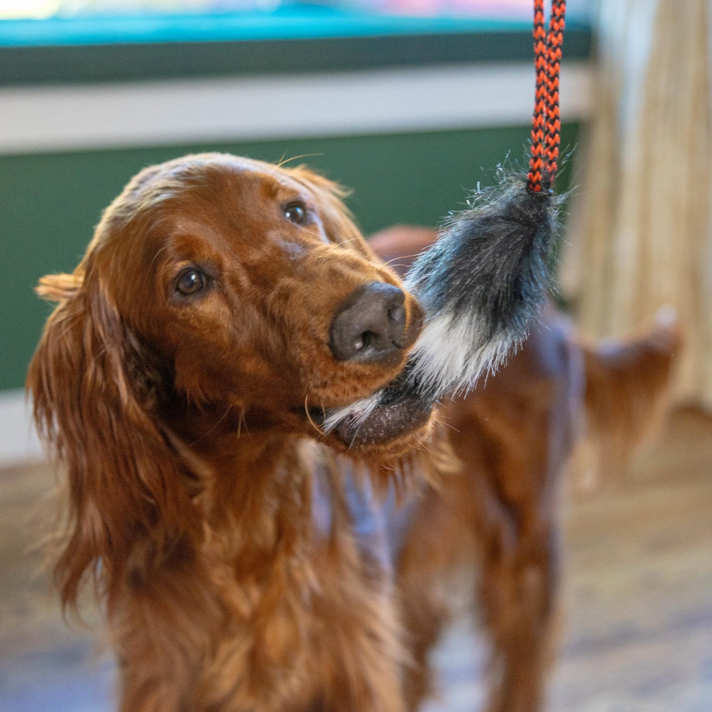 Outward Hound Tail Teaser Ersatzköder für Hunde-Teaserstab, Fuchs 